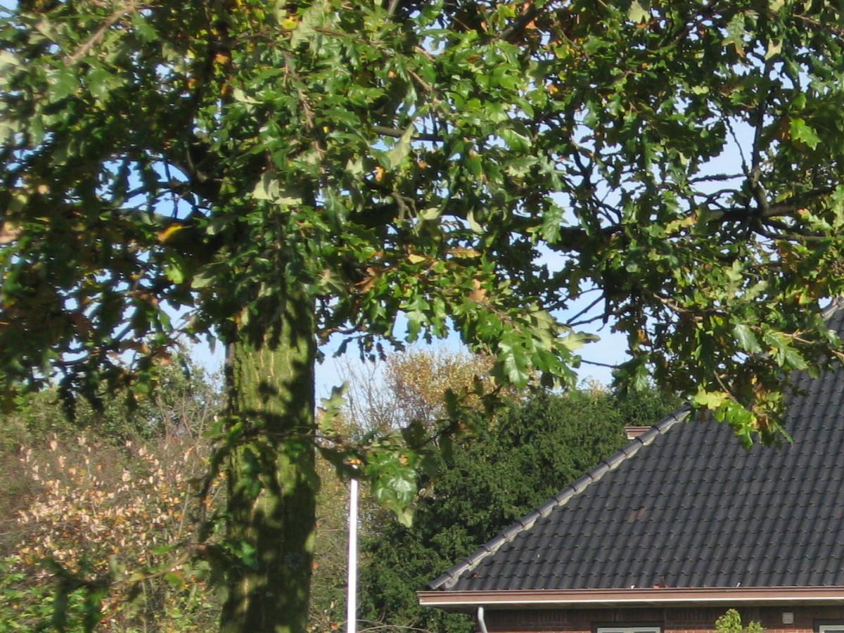 weeresteinstraat 205 hillegom 2.jpg
