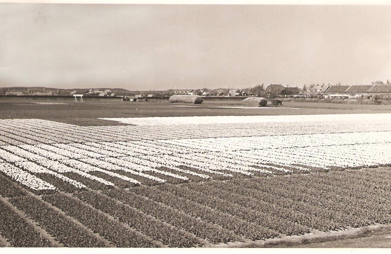 bloembollenvelden seijsener.jpg